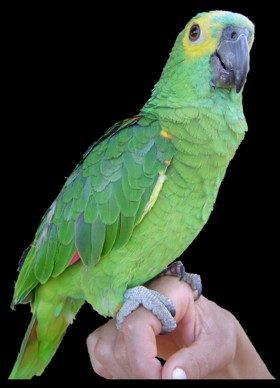 Arara Macao